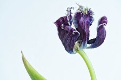 2025-04-04 20-34-59 (B,R8,S4)-Bearbeitet