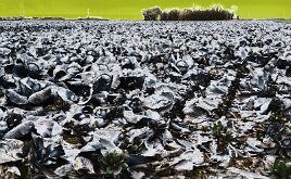 _DSC4515-Bearbeitet-Bearbeitet