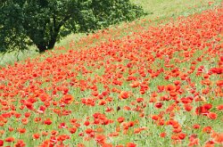 Mohnfeld1