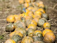 _DSC5725-Bearbeitet quer