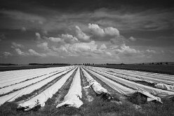 Ditt_SW_02 Spargelfeld im Marchfeld, im Hintergrund Loimersdorf